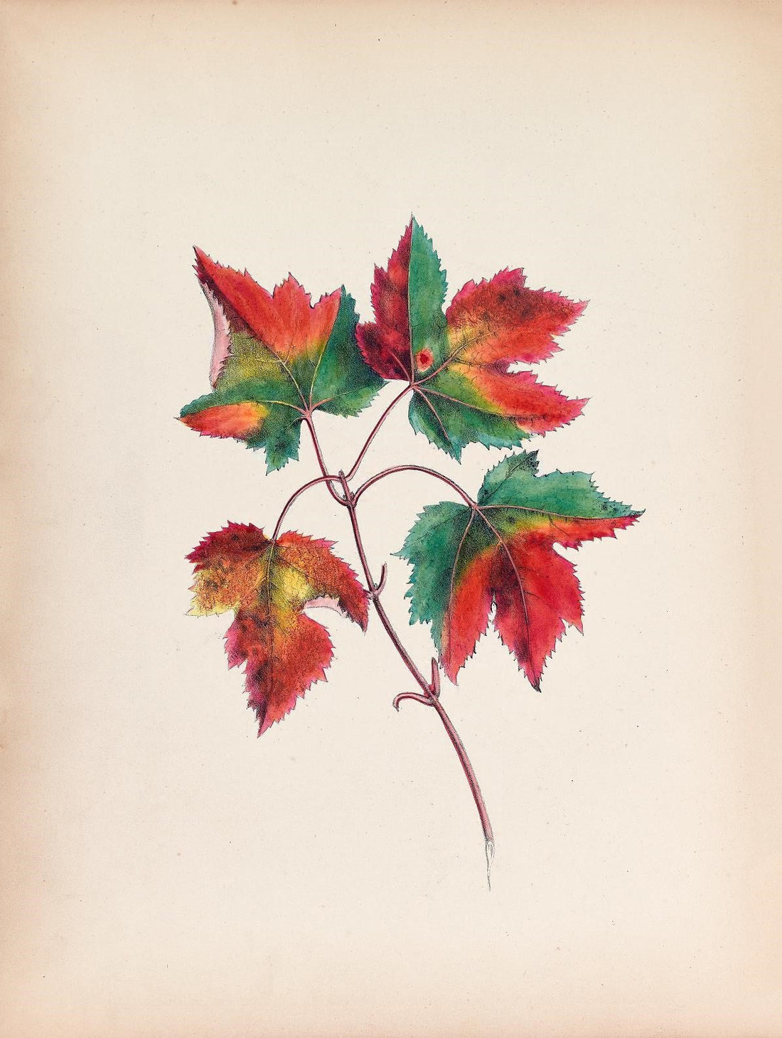 An 1859 botanical illustration of red maple leaves turning crimson and gold by Clarissa Munger Badger