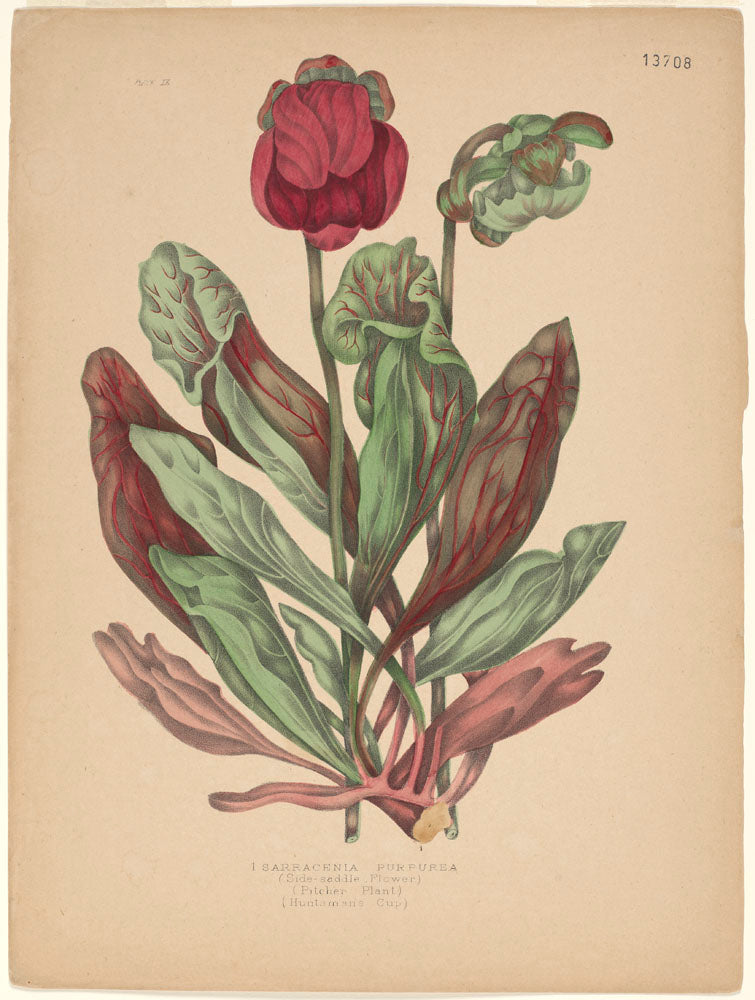 Agnes Chamberlin's 1869 hand-coloured plate of the purple pitcher plant from Canadian Wild Flowers
