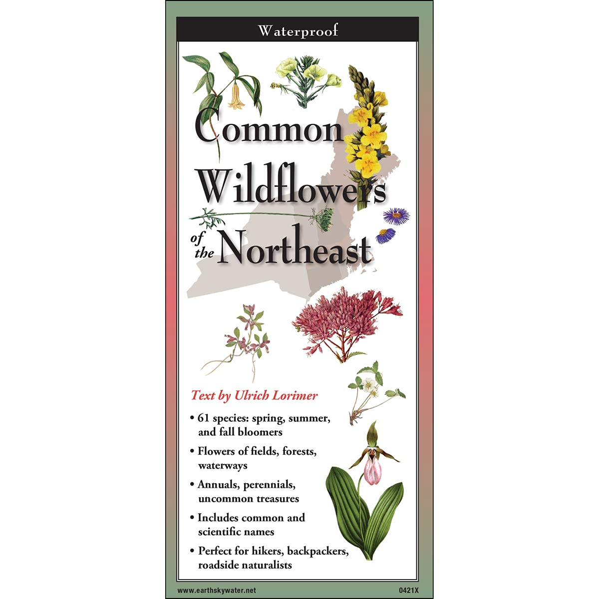 Common Wildflowers of the Northeast by Ulrich Lorimer
