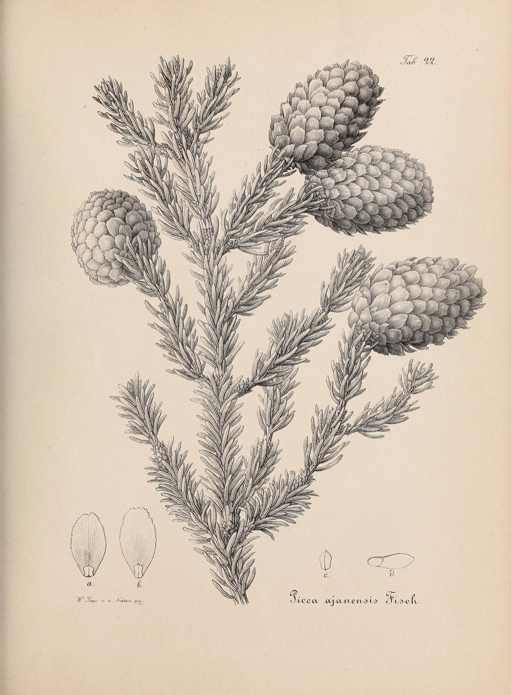 A nineteenth-century botanical plate of a spruce bough and cones